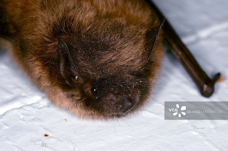 小棕蝙蝠图片素材