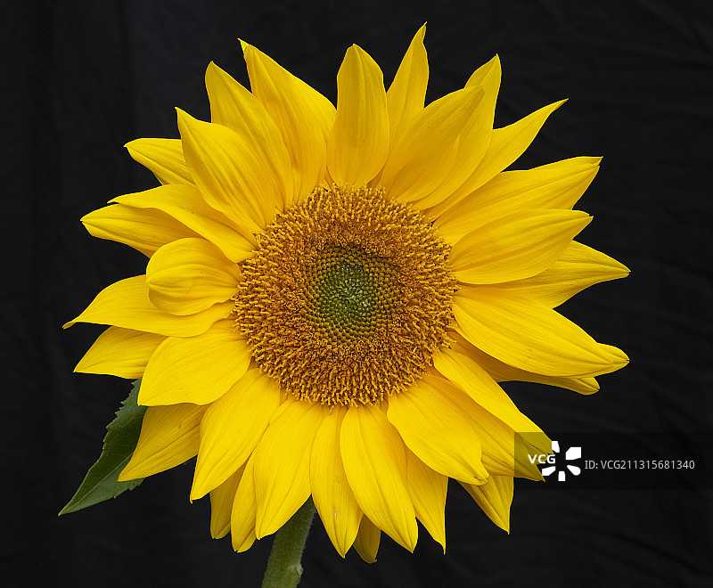 向日葵图片素材