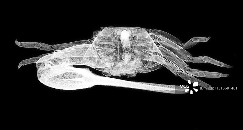 招潮蟹图片素材