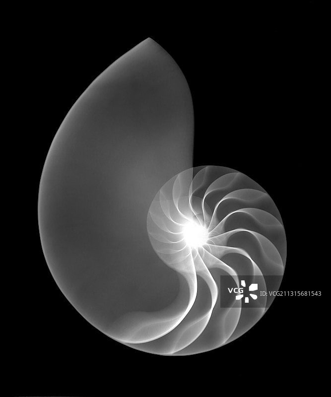 鹦鹉螺壳图片素材