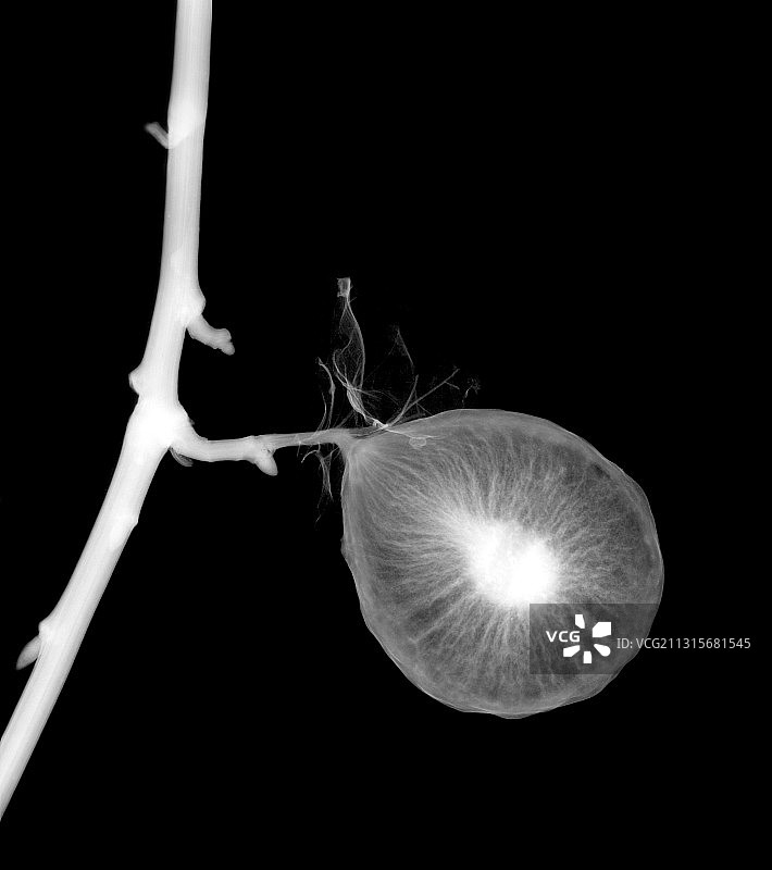 橡树苹果瘿图片素材