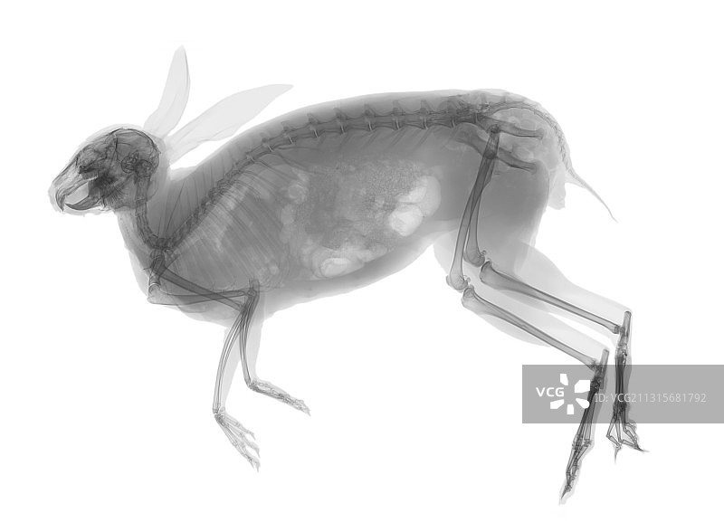 东方棉尾兔图片素材