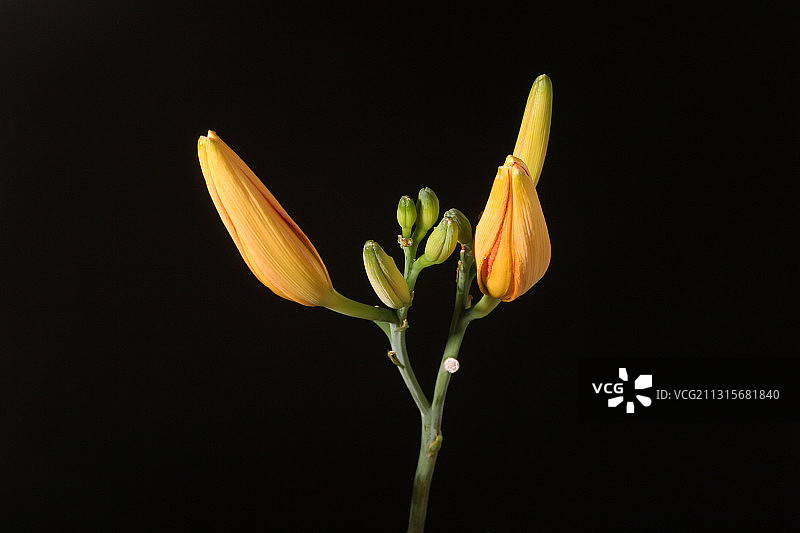 虎百合花开放（系列之一）图片素材