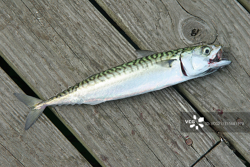 大西洋鲭鱼图片素材