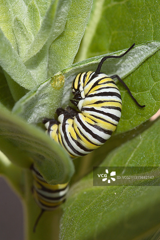 帝王蝶幼虫图片素材