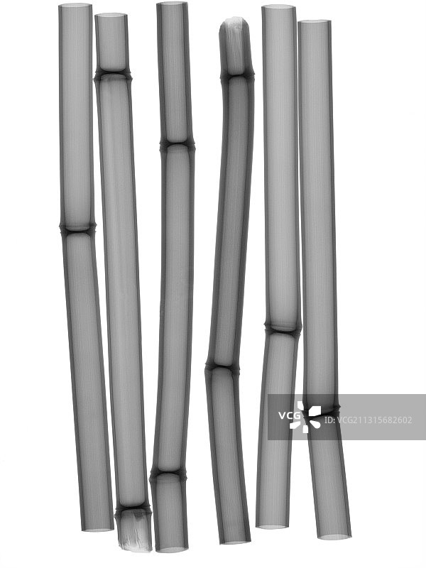 竹子的X光片图片素材