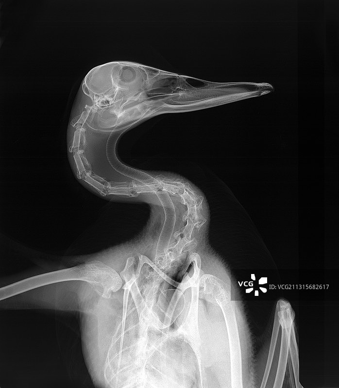 野鸭头部X光片图片素材