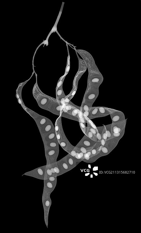 无刺皂荚树的X光片图片素材