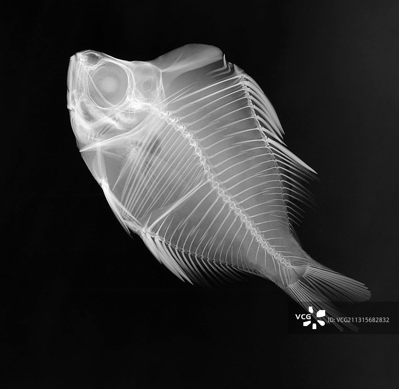 透明玻璃鱼X光片图片素材