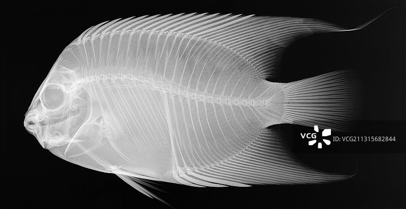 天使鱼X光片图片素材