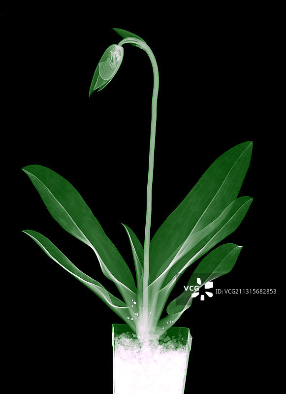 兰花X光图片素材