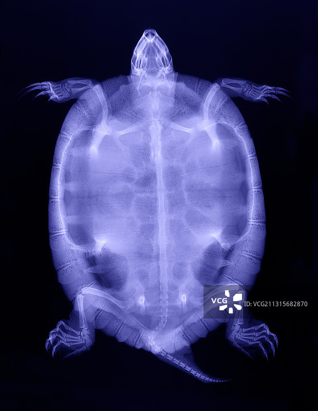 红耳滑龟X光片图片素材