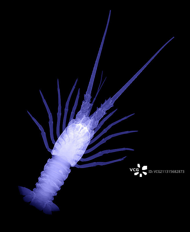 佛罗里达多刺龙虾X光片图片素材