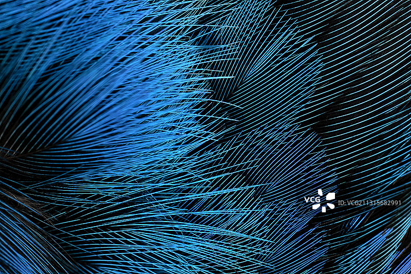 东方蓝知更鸟羽毛图片素材