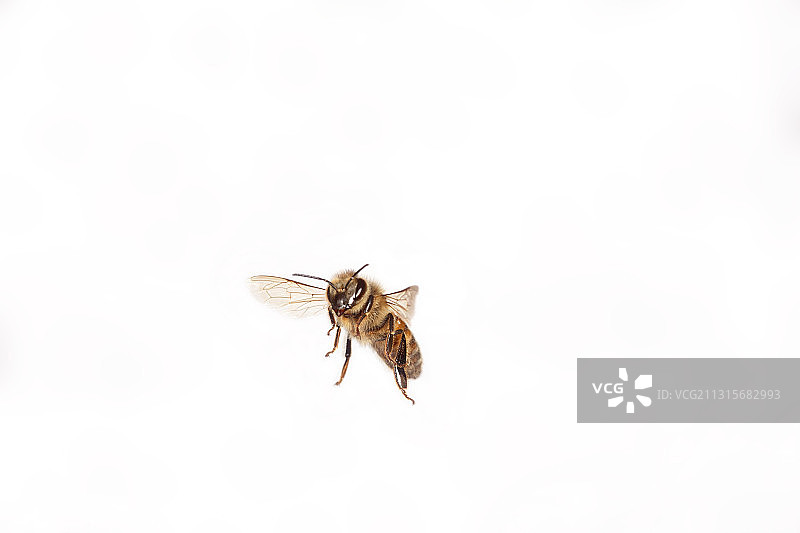 飞行中的蜜蜂图片素材