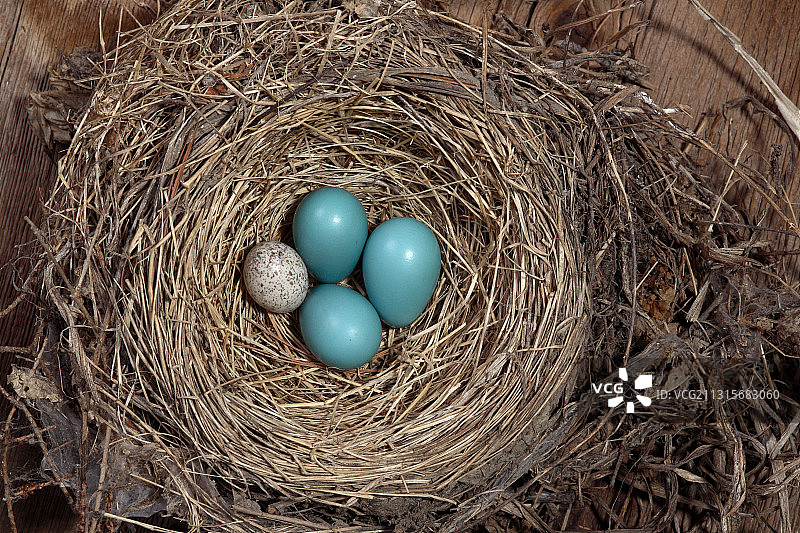 知更鸟巢和牛鹂蛋图片素材