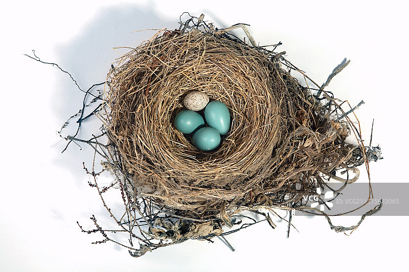 知更鸟巢和牛鹂蛋图片素材