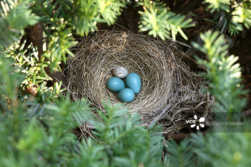 知更鸟巢和牛鹂蛋图片素材