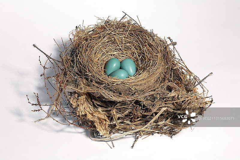 有鸟蛋的知更鸟巢图片素材
