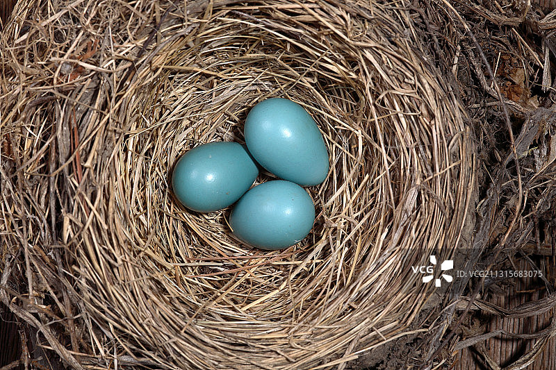 有鸟蛋的知更鸟巢图片素材