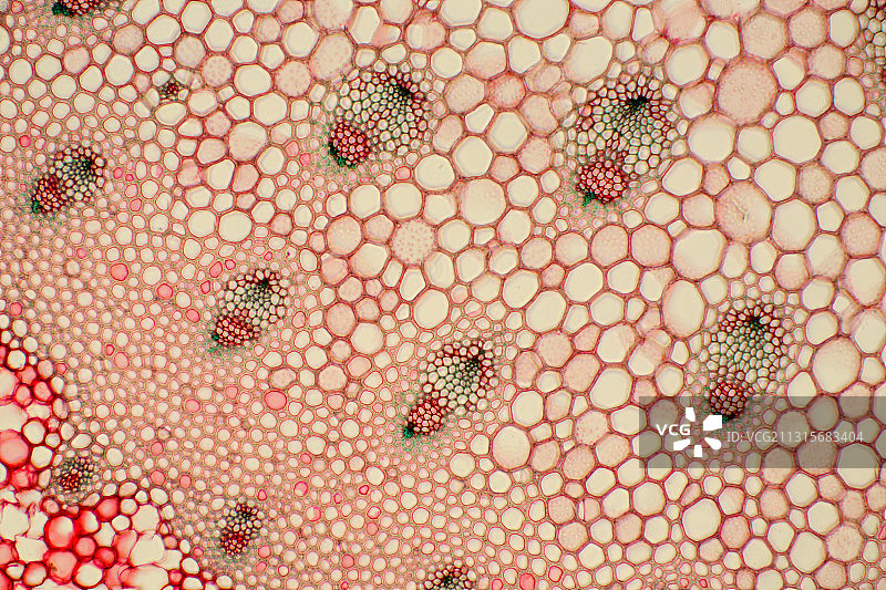 假叶树茎图片素材