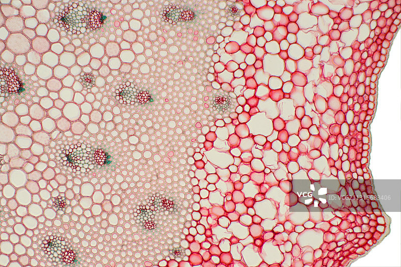 假叶树茎图片素材