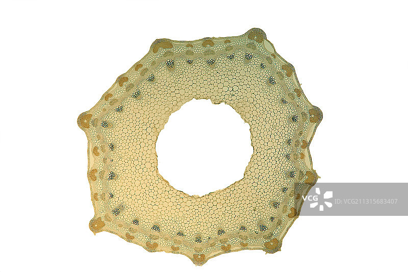 欧防风草茎图片素材