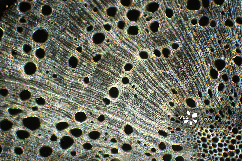 橡树树干图片素材