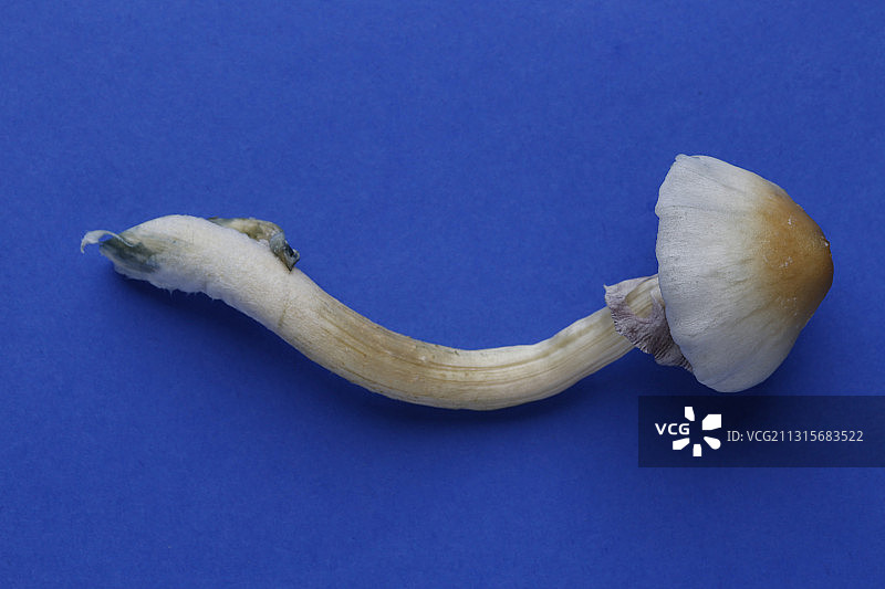 魔法蘑菇（古巴裸盖菇）图片素材