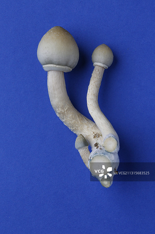 魔法蘑菇（古巴裸盖菇）图片素材