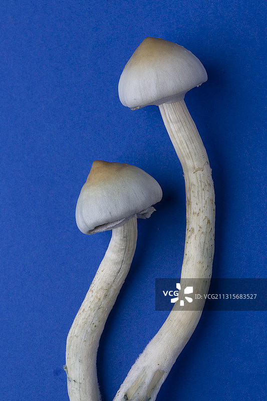 魔法蘑菇（古巴裸盖菇）图片素材
