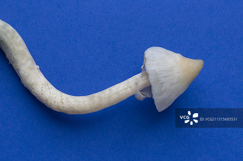 魔法蘑菇（古巴裸盖菇）图片素材