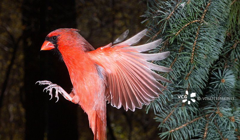 飞行中的北美红雀图片素材