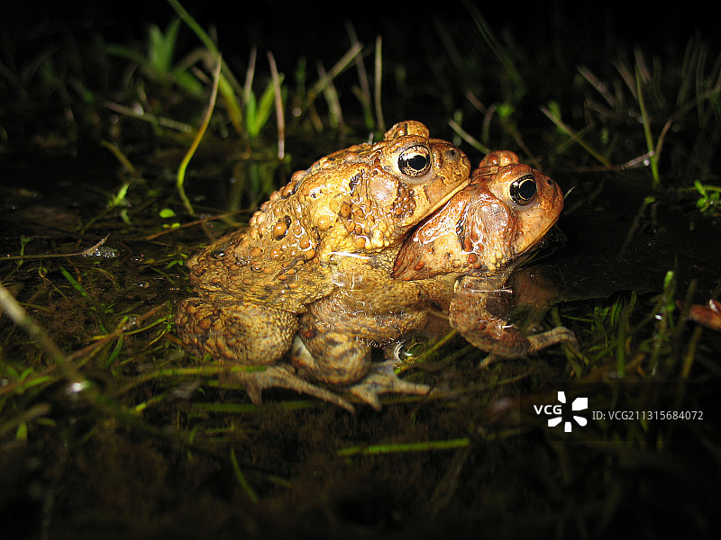 蟾蜍交配图片素材