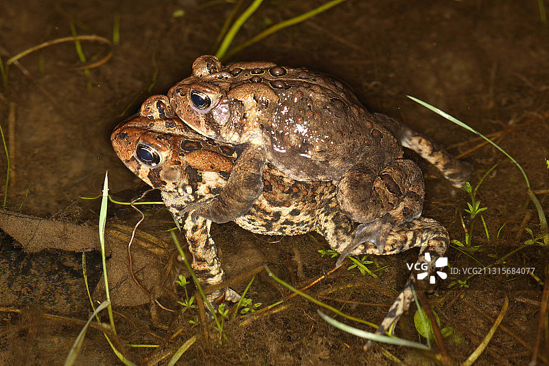 蟾蜍交配图片素材