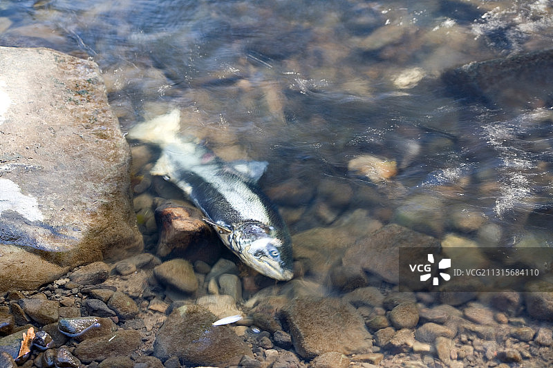 死亡的奇努克鲑鱼图片素材