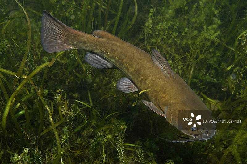保护幼崽的鲶鱼图片素材