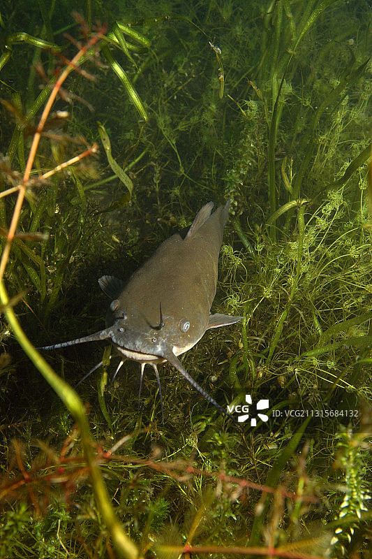 保护幼崽的鲶鱼图片素材