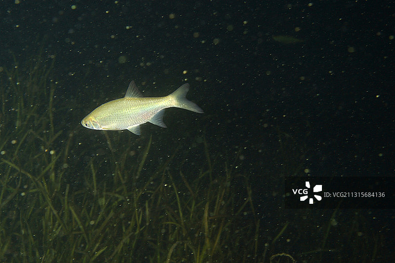 金色鲦鱼图片素材