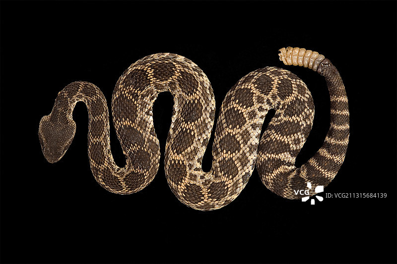 南太平洋响尾蛇图片素材