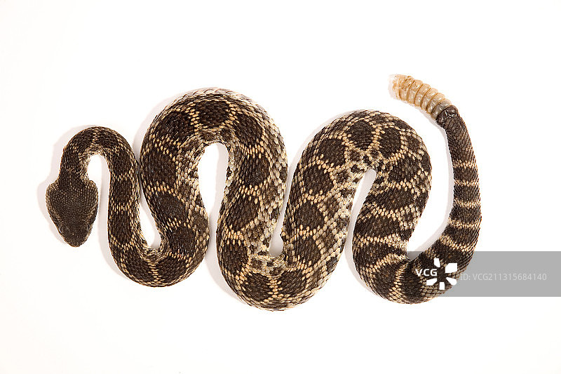 南太平洋响尾蛇图片素材