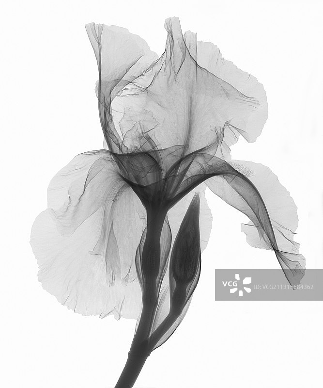 虹膜花的X光片图片素材