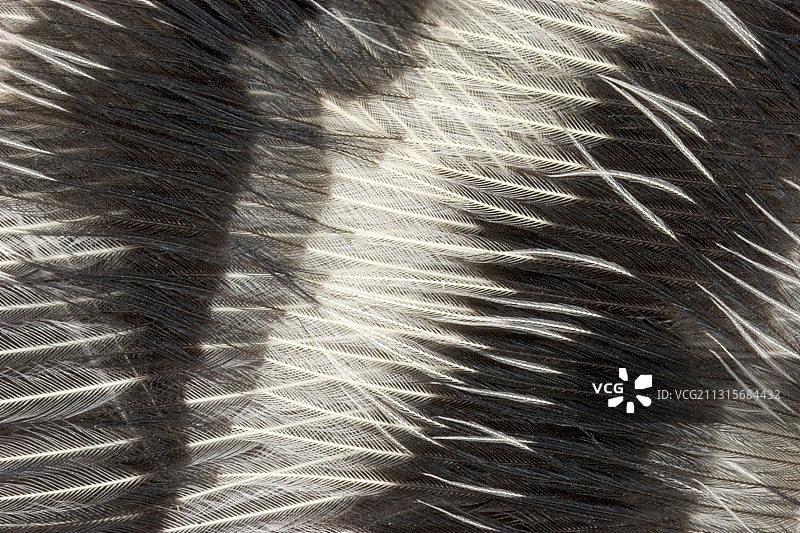 红腹啄木鸟羽毛图片素材