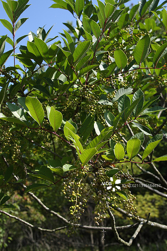 毒漆树图片素材