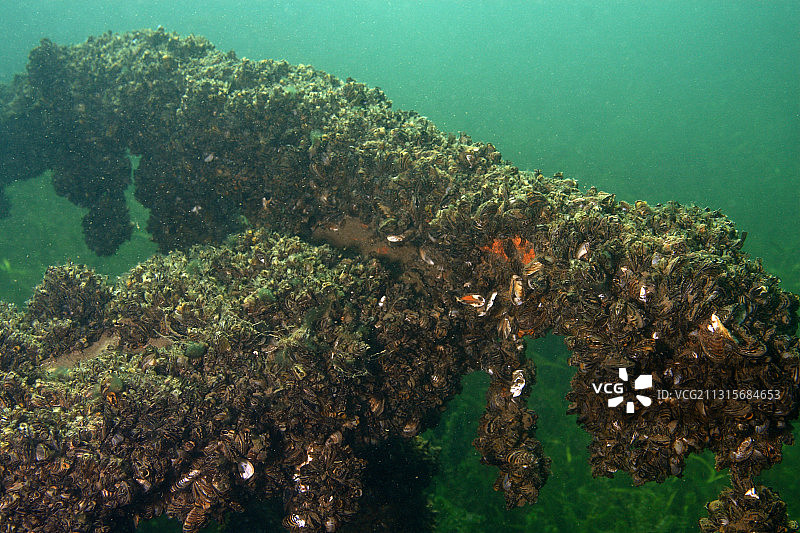 斑马贻贝图片素材