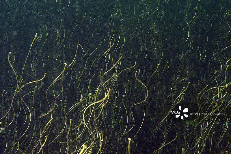 淡水湖图片素材
