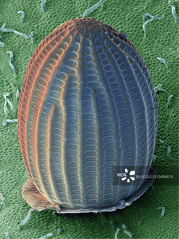 帝王蝶卵扫描电镜图图片素材