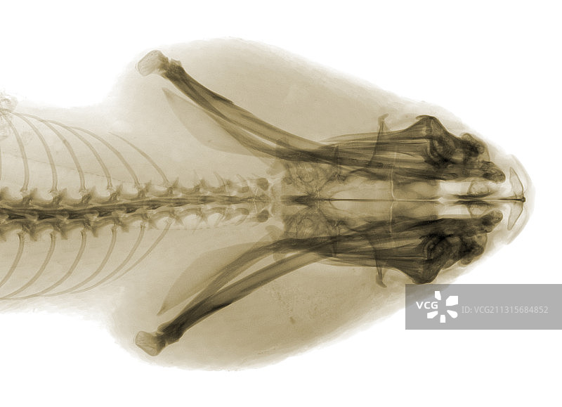 东部菱斑响尾蛇头部X光图片素材