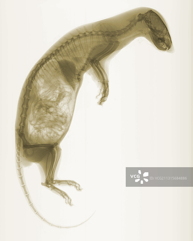 貂皮X光片图片素材