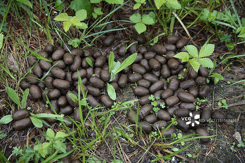 麋鹿粪便图片素材